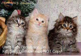 Charodey Siberian Cats