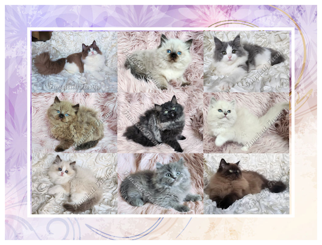 Ragdoll Cats & Kittens of Rainbow Ragdolls Cattery Alberta Canada