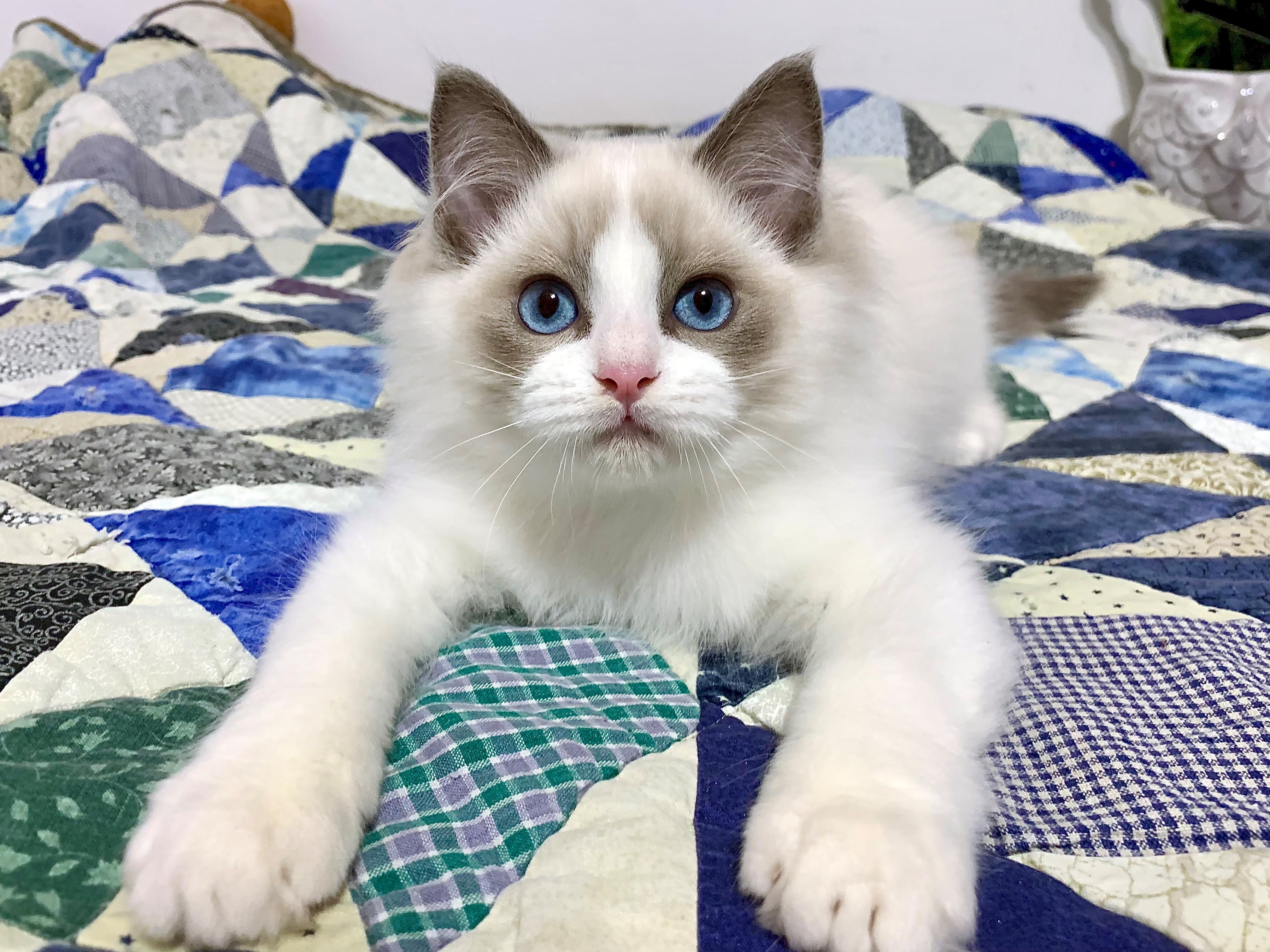 Rags2Love Cattery, Fluffy Loveable and Stunning Ragdoll Kittens