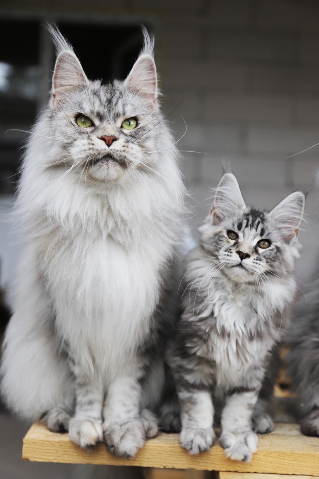 Maine Coon Cat Breeders Websites - KittySites.Com