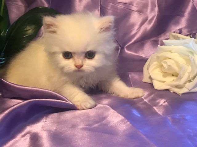 The Norman Family Persian Cattery