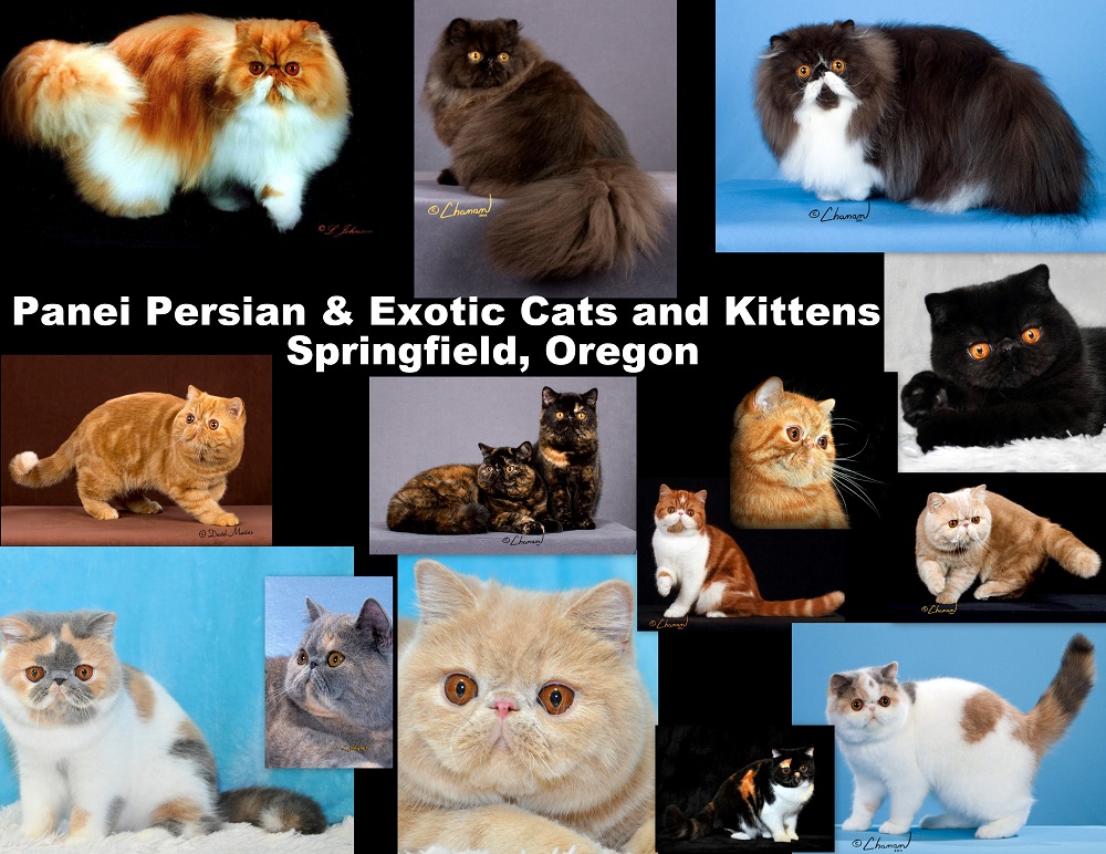 Panei Persian & Exotic Cats and Kittens