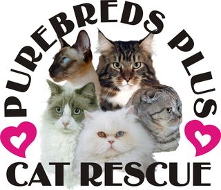 Purebreds Plus Cat Rescue