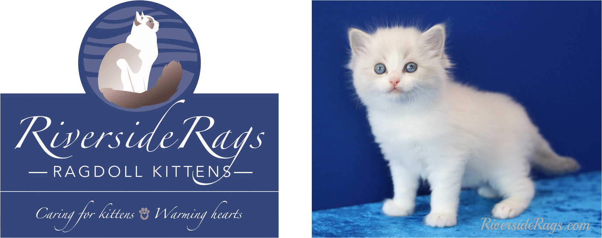 Rags2Love Cattery, Fluffy Loveable and Stunning Ragdoll Kittens