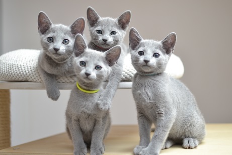 Russian Blue kitten for sale 
