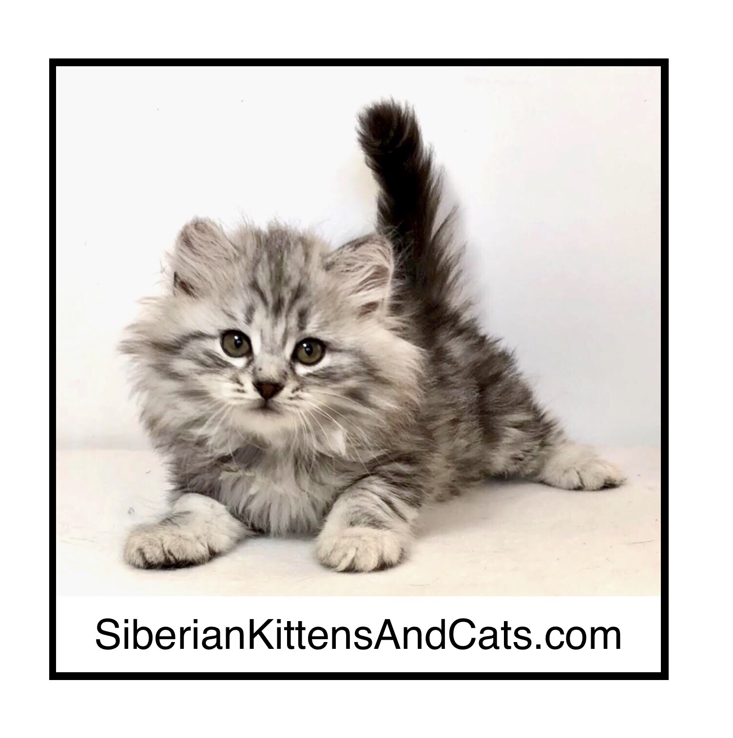 Siberian Kittens And Cats