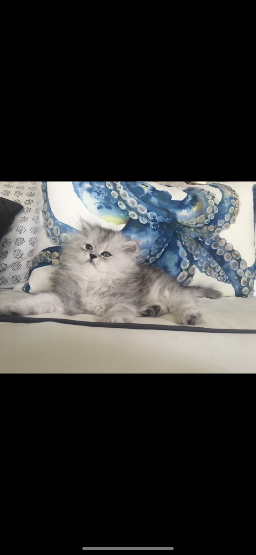 Silver Meows Cattery