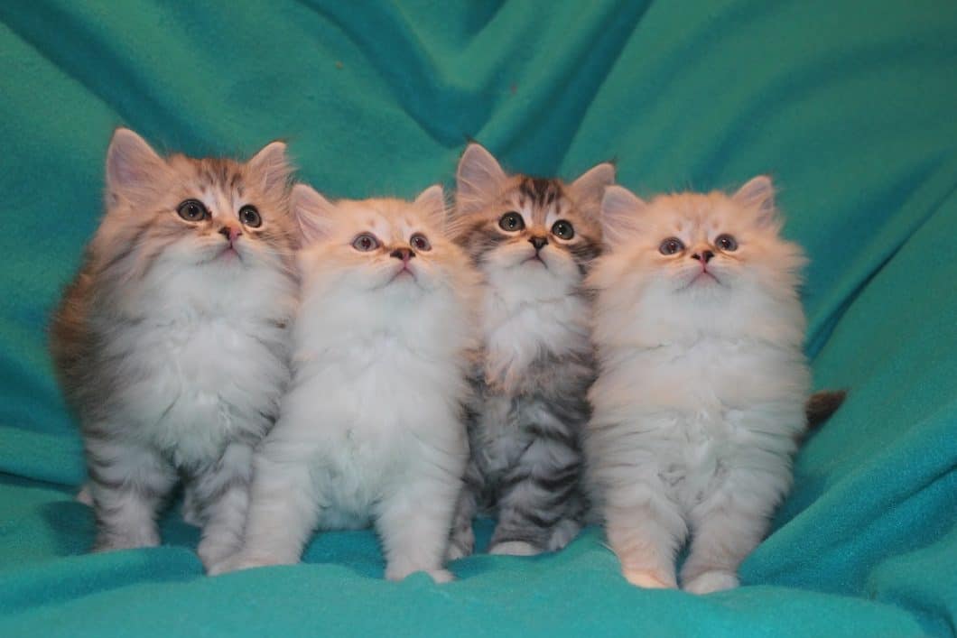 Sky Mountain Siberian Cats