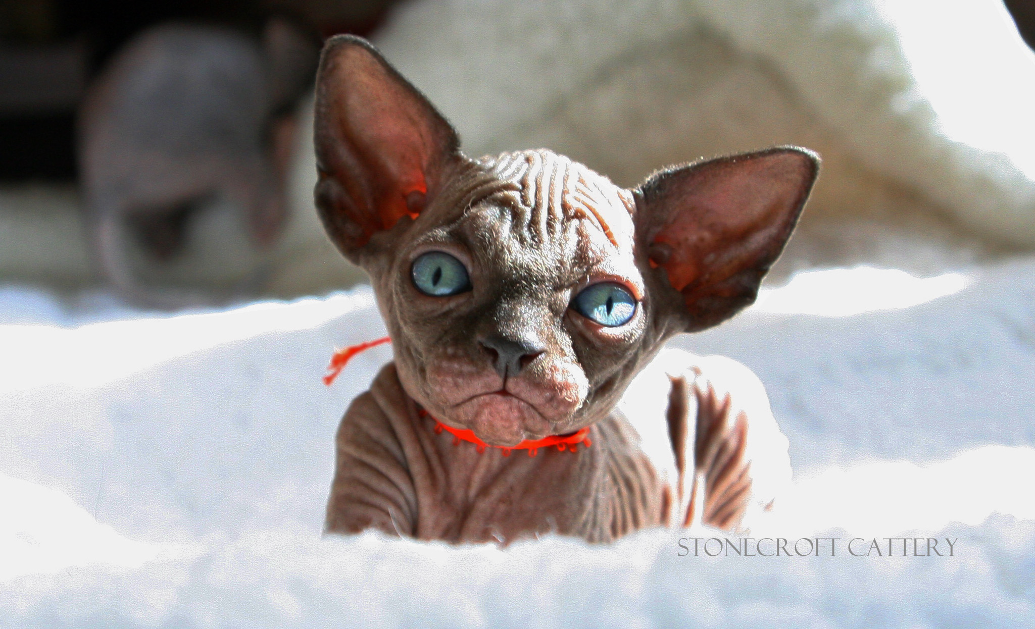 StoneCroft Sphynx 