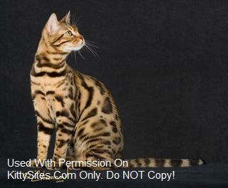 Kittens Bengal Breeders in New Jersey Alayna