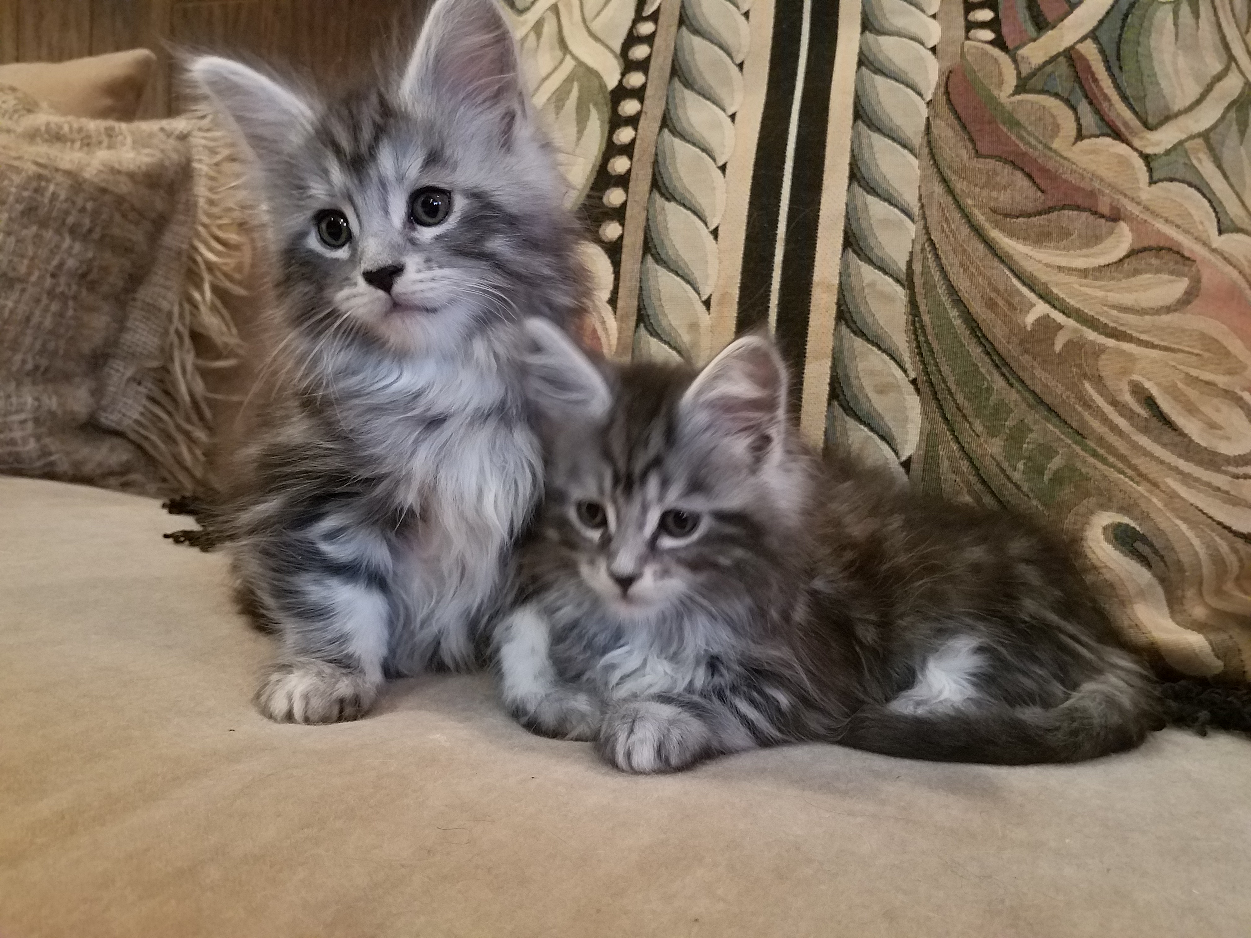 Wild Onion Maine Coons