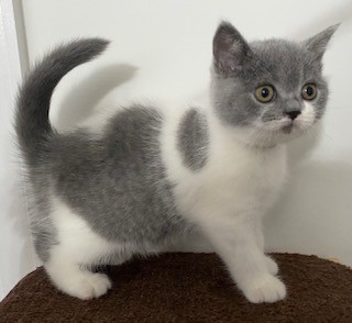 British Shorthair Kittens For Sale Adoptapet Com