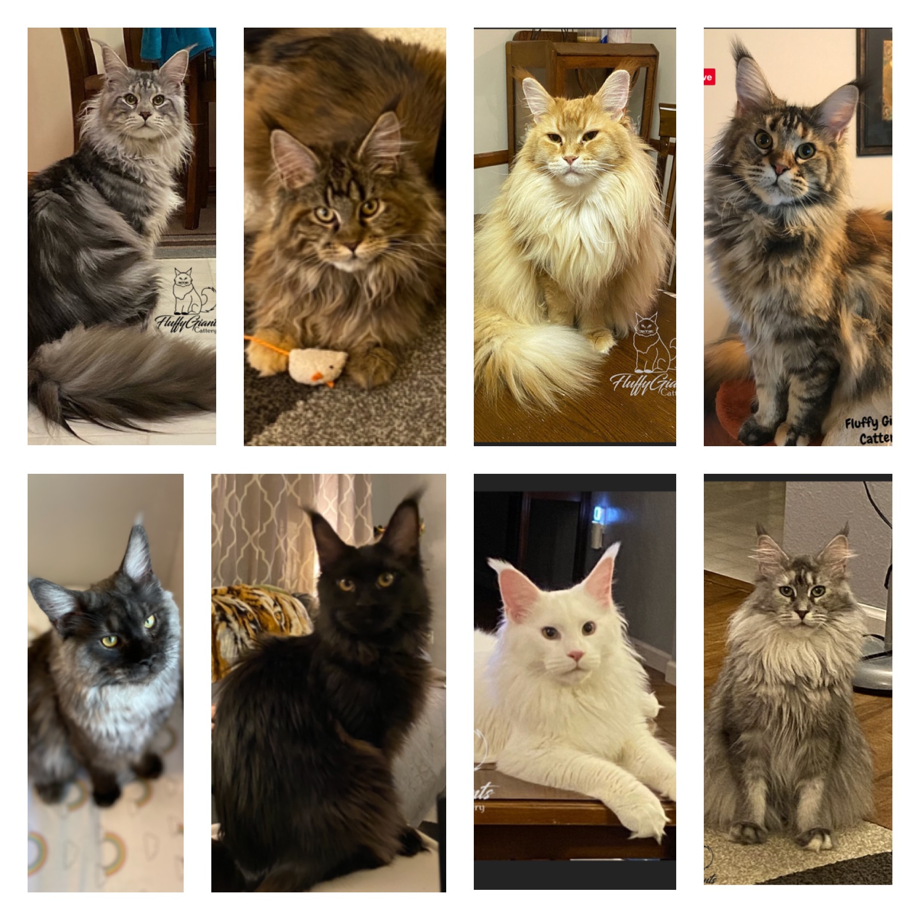FluffyGiants Cattery