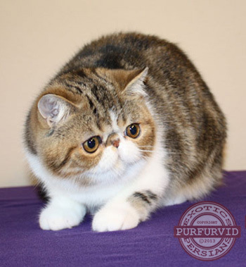 doll face exotic shorthair