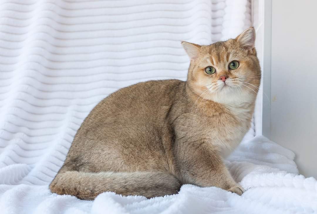 golden british shorthair adoption