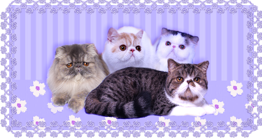 Indiana Cat Breeders Websites 