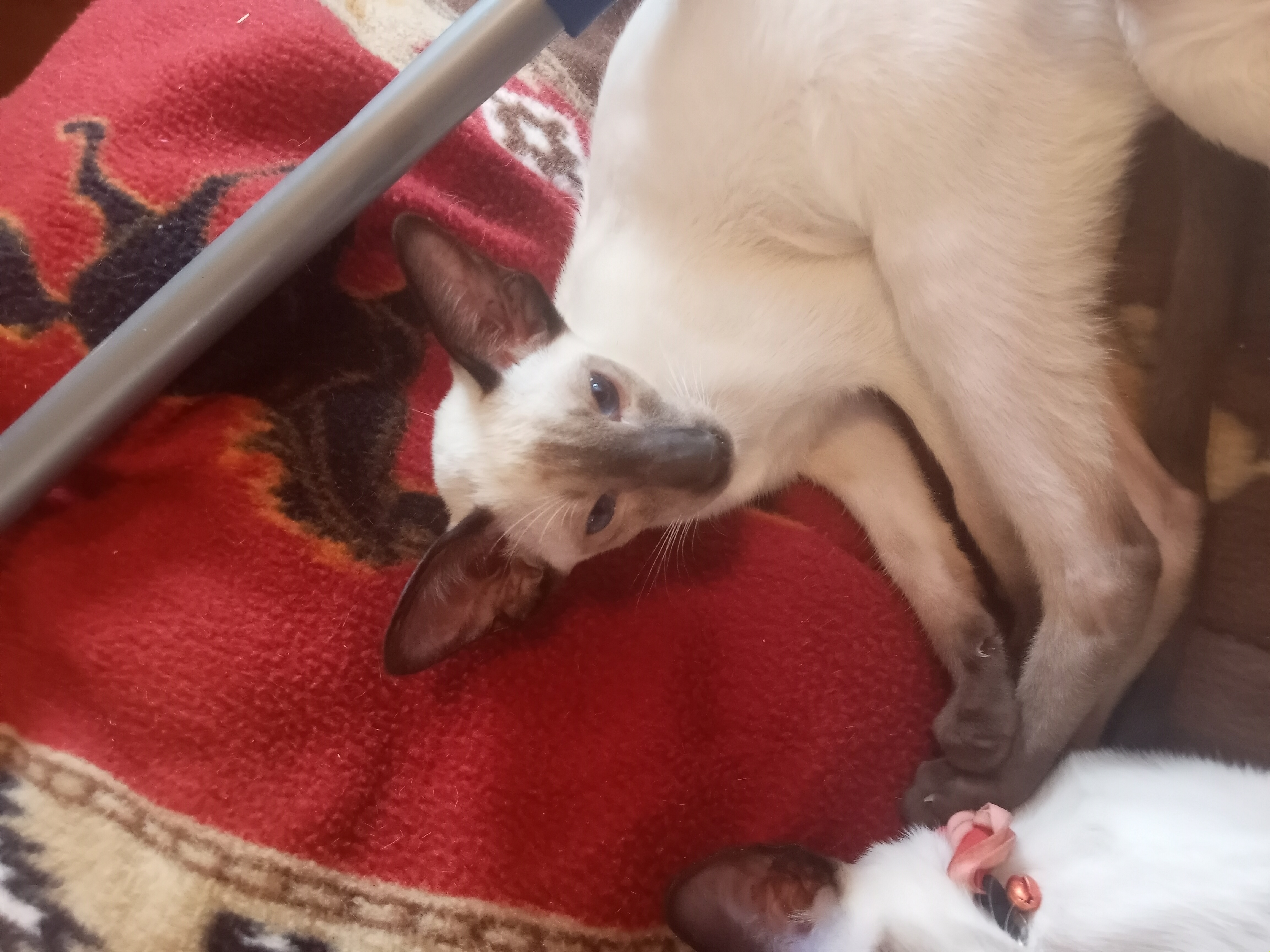 Catomine Siamese