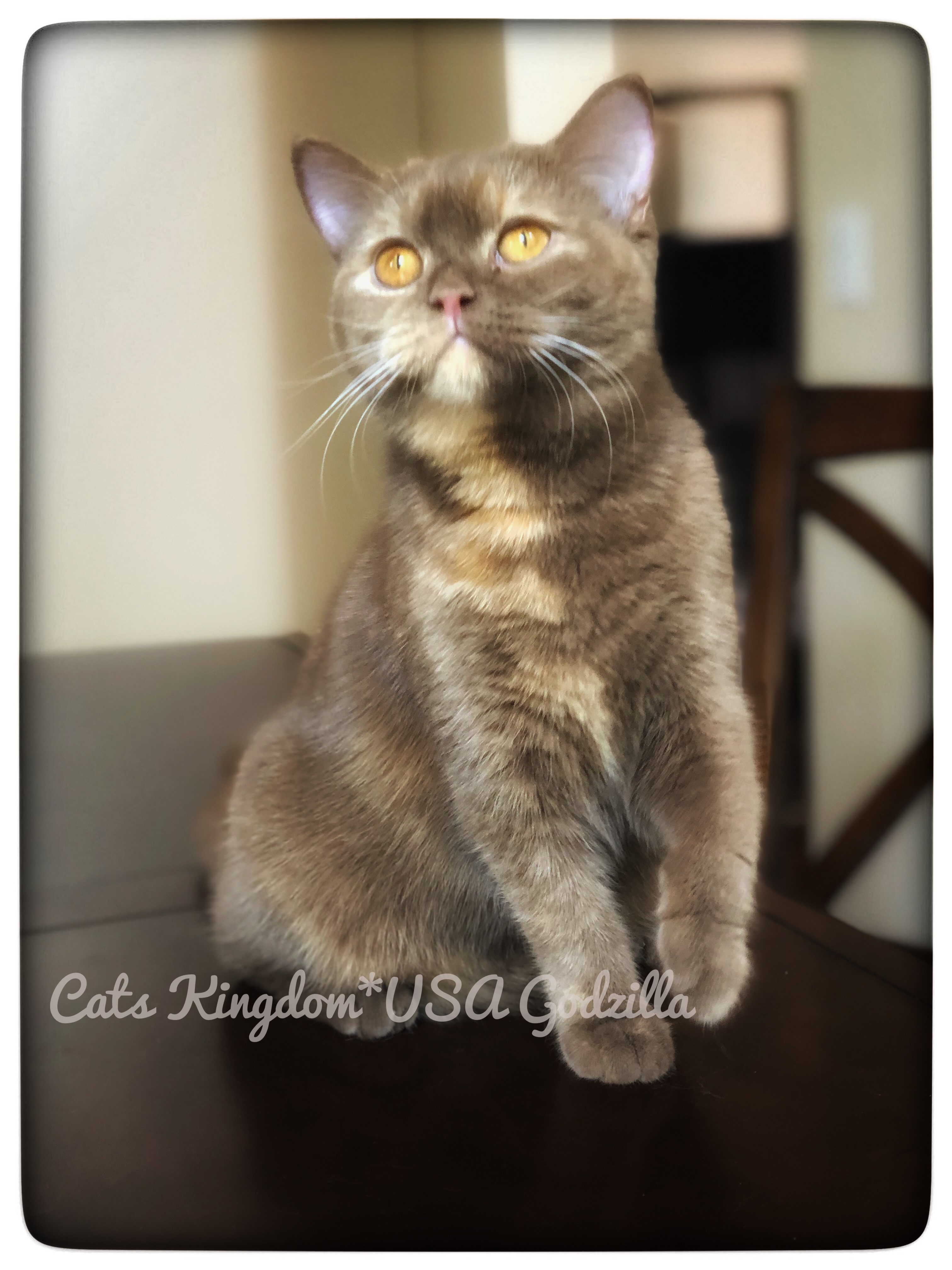 British Shorthair Cat Breeders: California - KittySites.Com