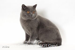 tica british shorthair breeders