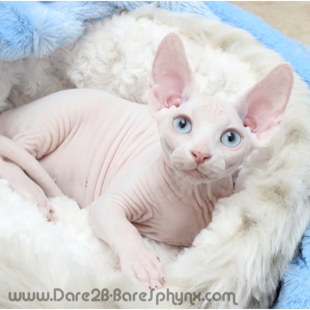 Sphynx Cat Breeders: California - KittySites.Com