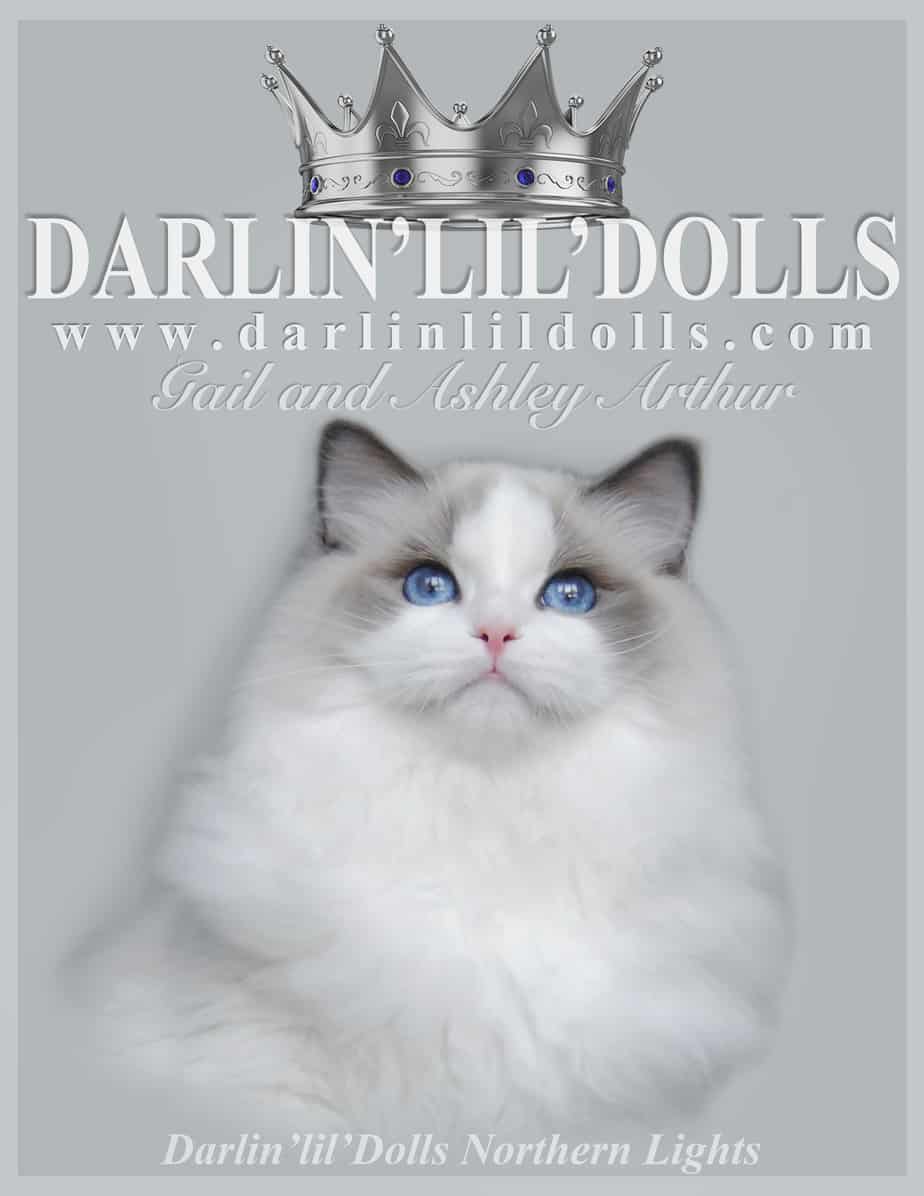 Ragdoll Cat Breeders Websites Kittysites Com