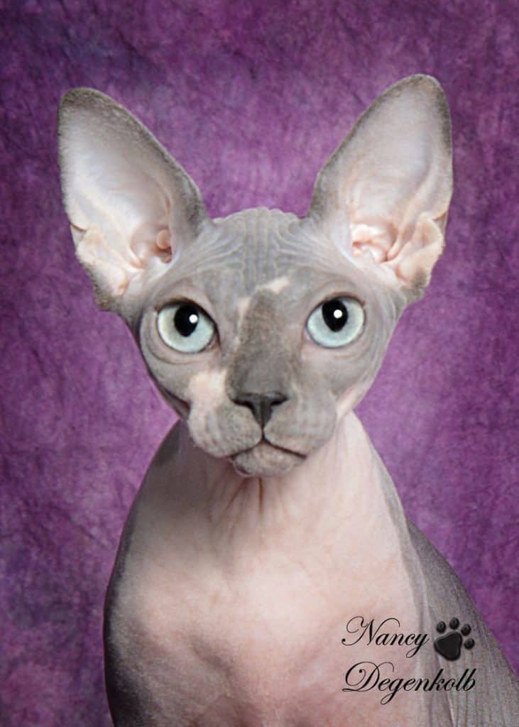 Sphynx Cat Breeders: Colorado | KittySites.Com