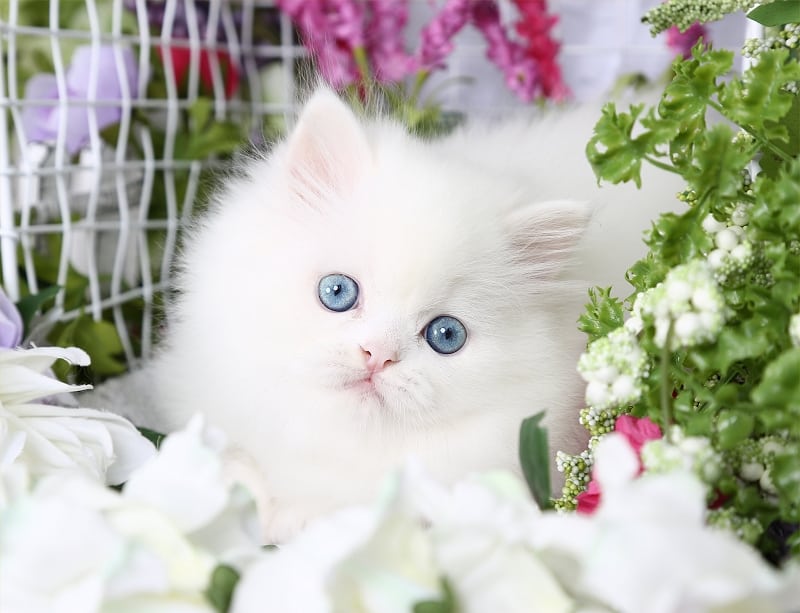 persian cat doll face kitten