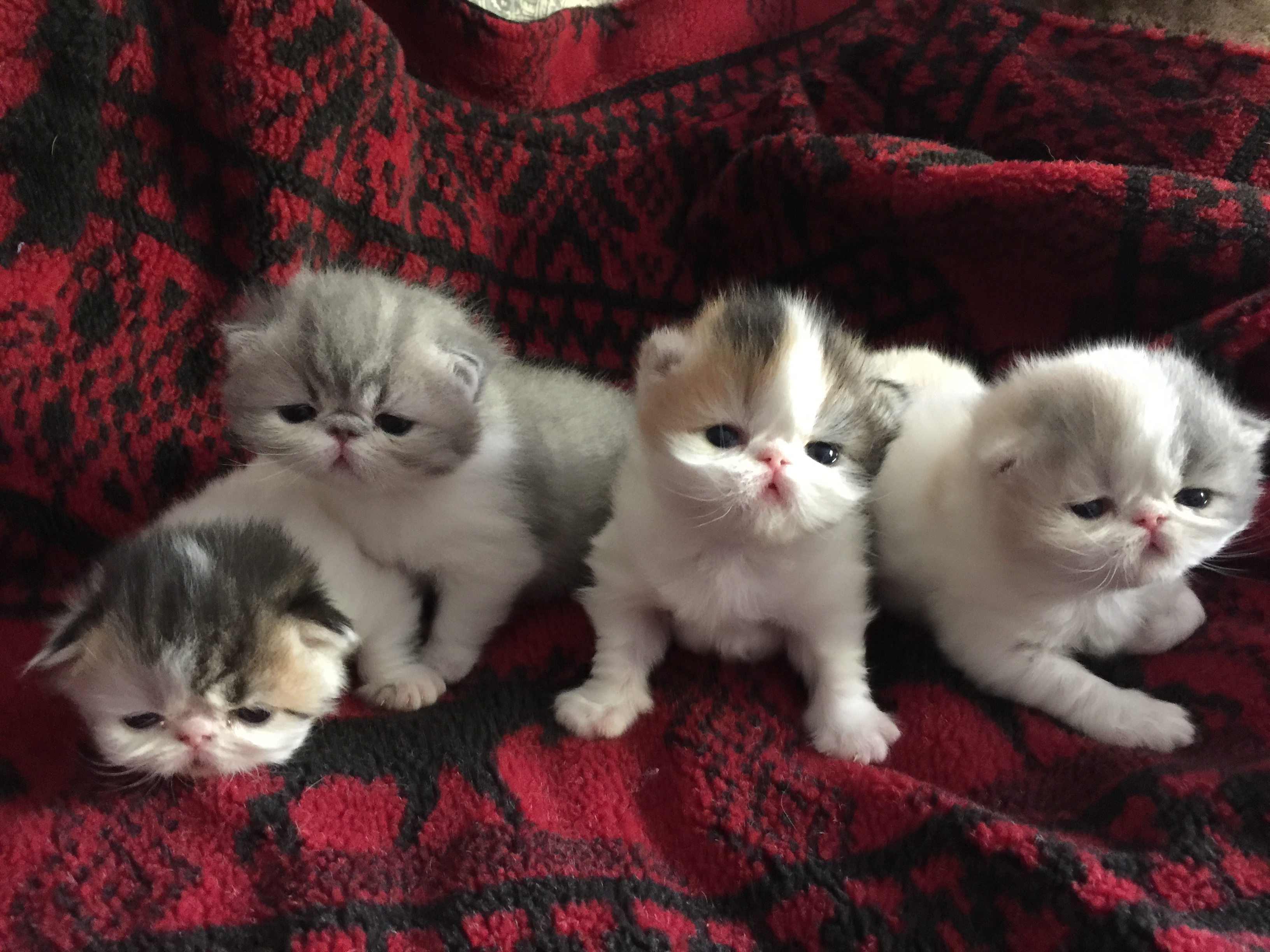 exotic shorthair persian for sale