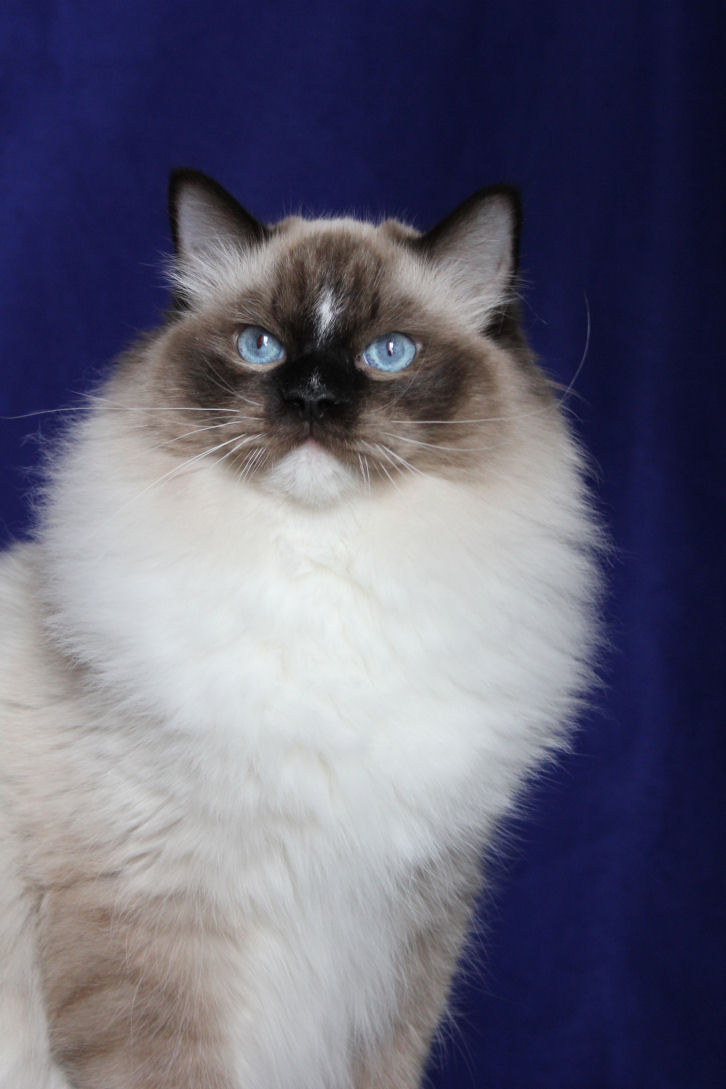 Ragdoll Cat Breeders Oklahoma