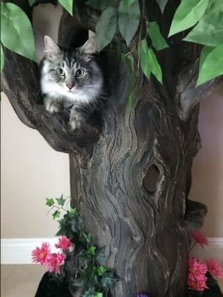 A Fantasy Forest