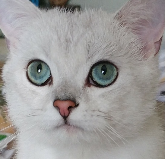 silver british shorthair breeder