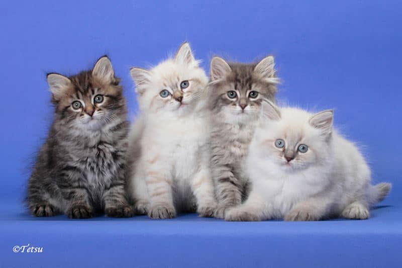 frosty forest siberians