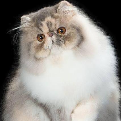 Persian Cat Breeders Websites | KittySites.Com