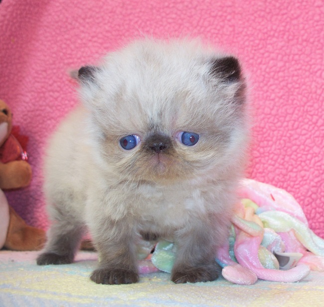 himalayan munchkin cat for sale
