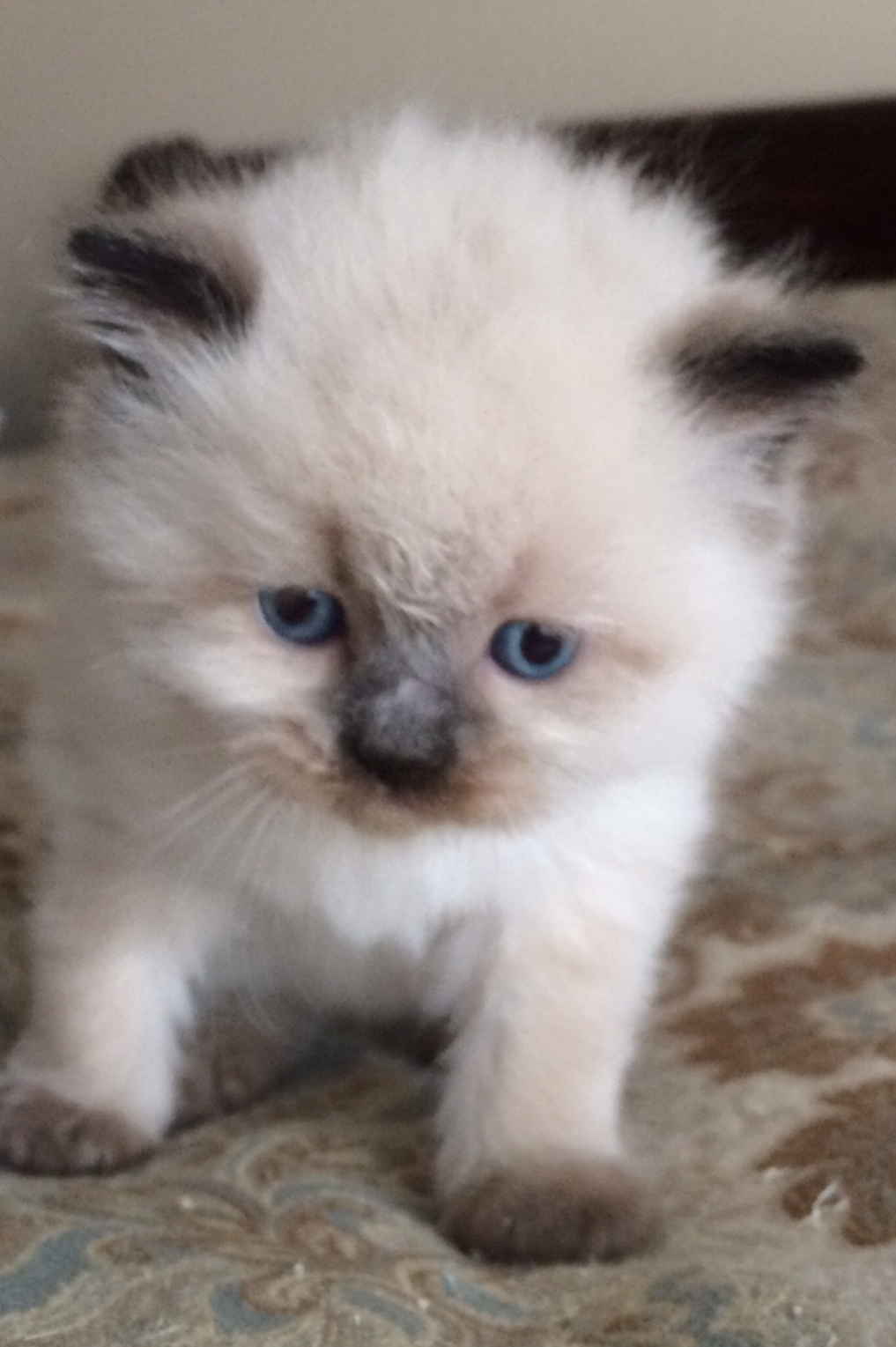 Persian And Himalayan Cat Rescue Florida