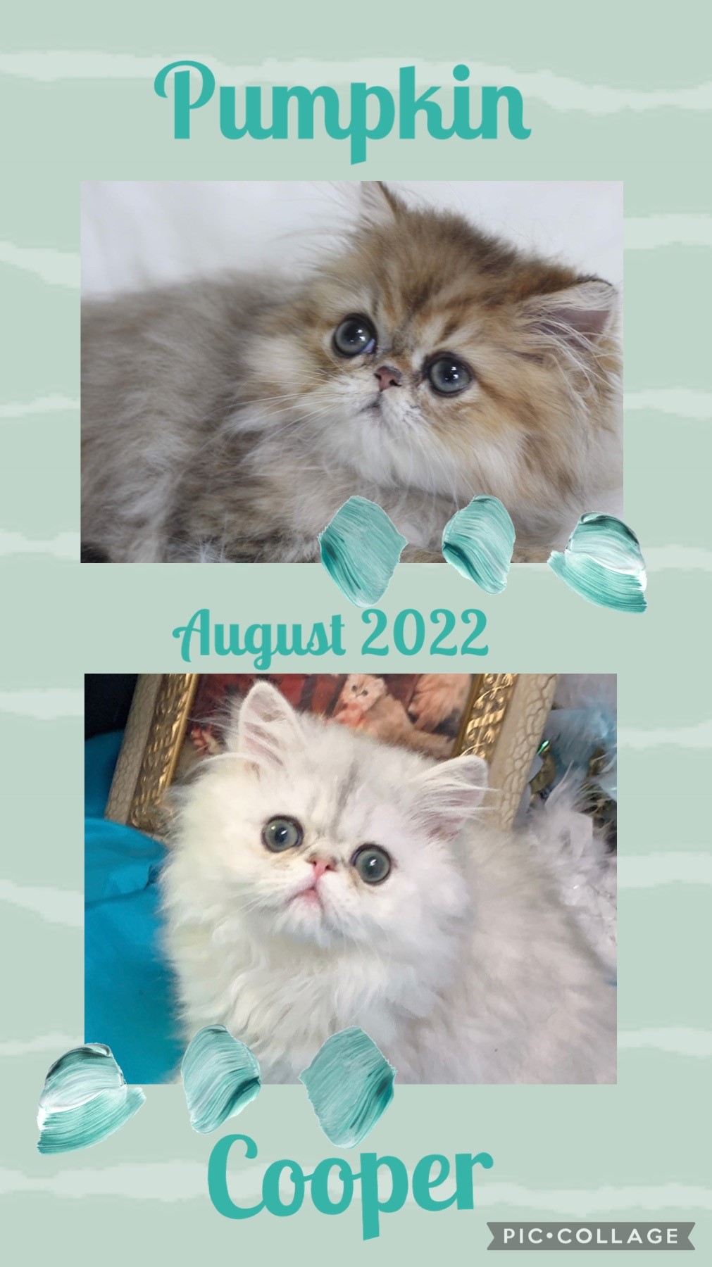 calico doll face persian kittens for sale