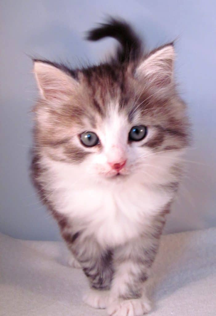 If you are looking for a siberian kitten in indianapolis in this is the sib...