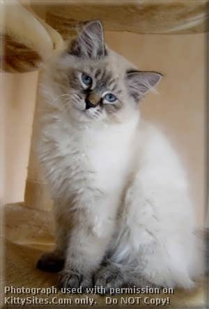 siberian cat breeders