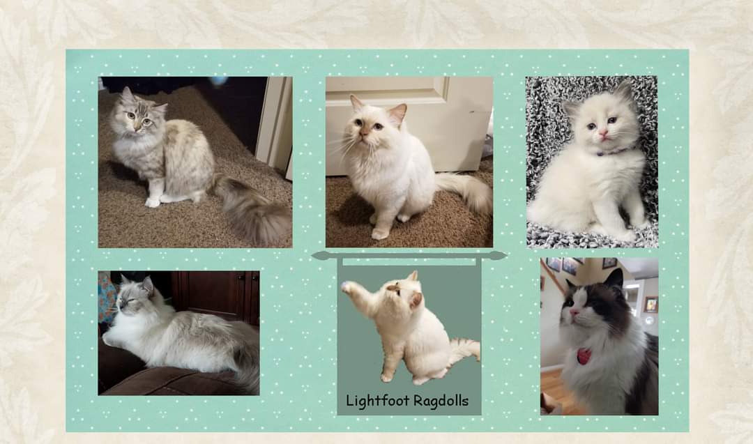 Utah Cat Breeders Websites Kittysites Com