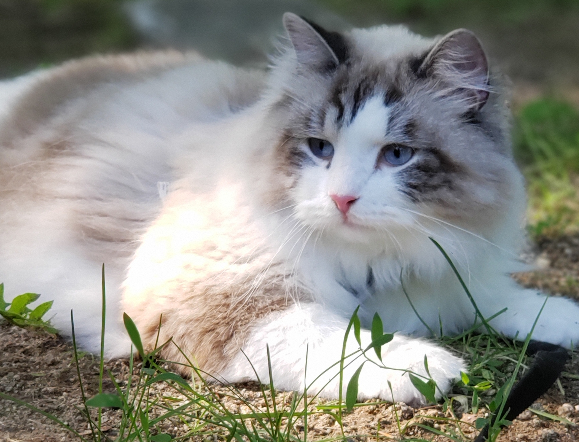 peach hill siberians