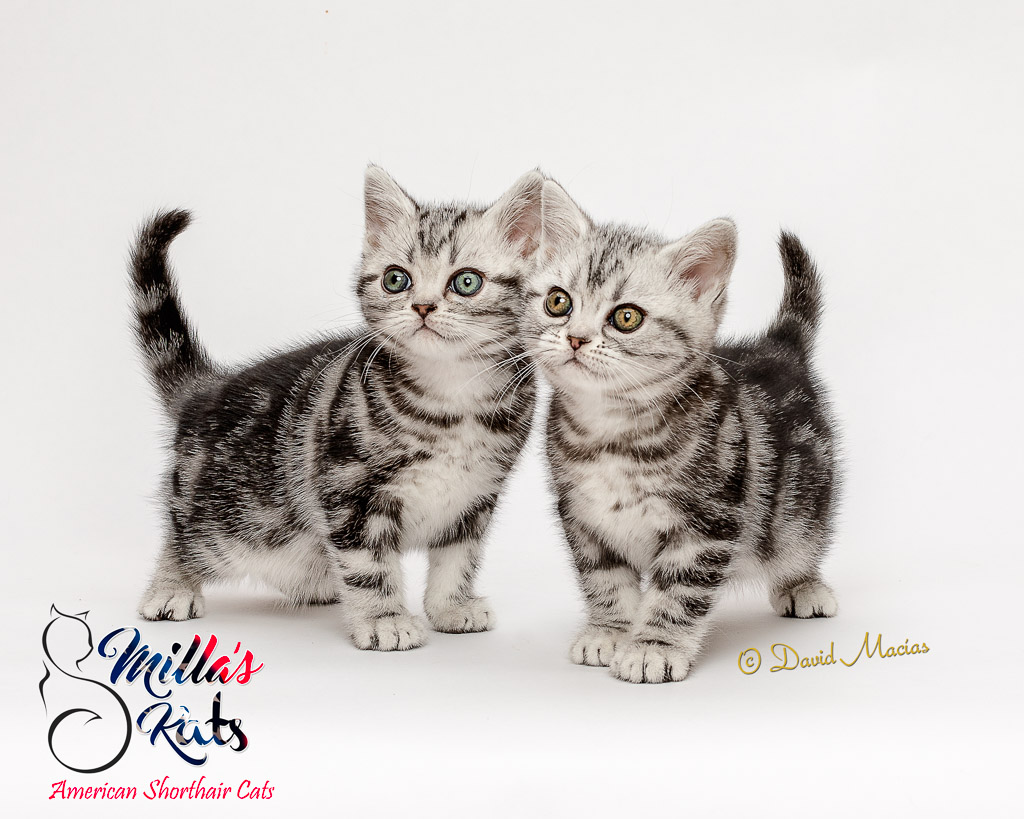 American Shorthair Cat Breed Profile Lovetoknow