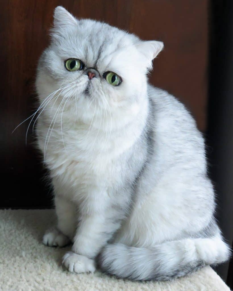 Exotic Shorthair Cat Breeders Websites Kittysites Com