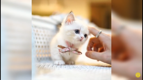 teacup munchkin kittens