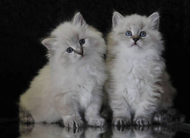 peach hill siberians