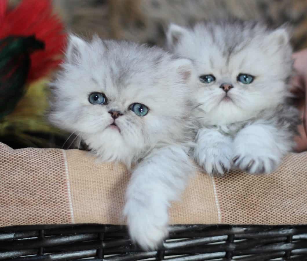 silver persian cat for sale