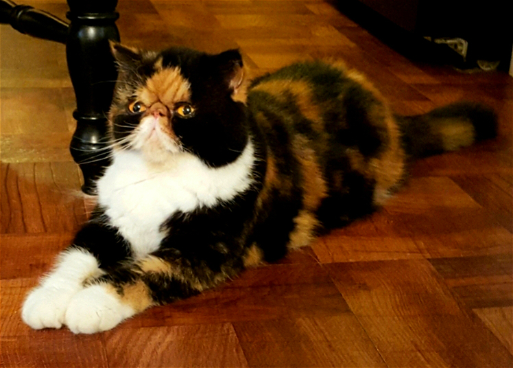 British Shorthair Calico Sitting On Seamless Studio Kimballstock