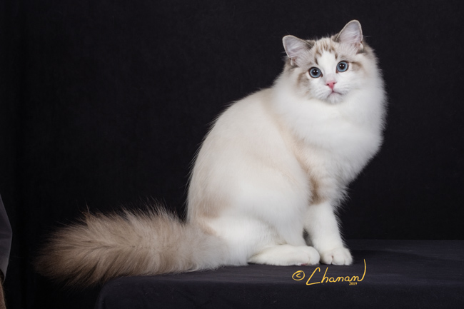 Ragdoll Cat Breeders Websites Kittysites Com