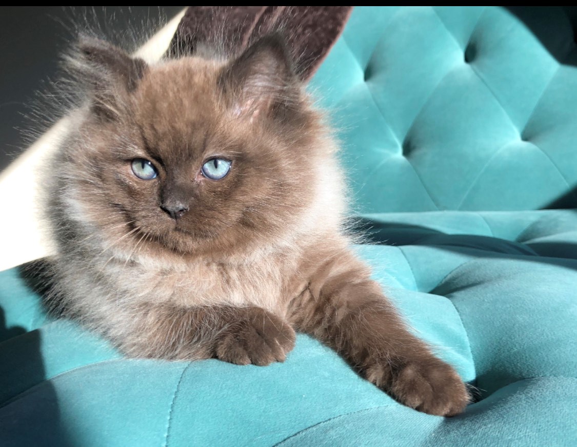 sepia ragdoll kittens