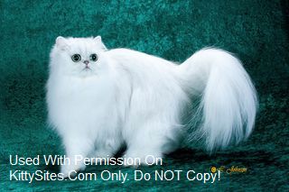 dearheart chinchilla silver persian cost