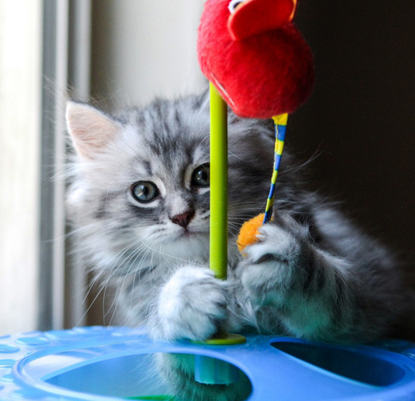 Siberian Cat Cat Breeders Websites Kittysites Com